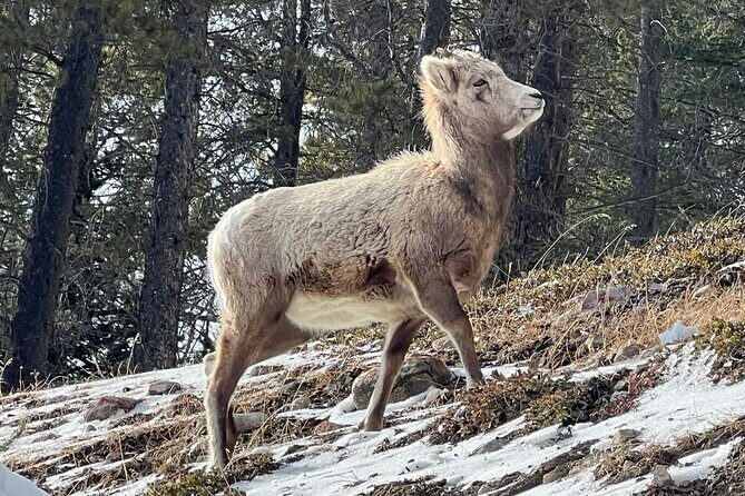Banff Wildlife Explore and Johnston Canyon Hiking Tour - The Bottom Line: Who Should Take This Tour?