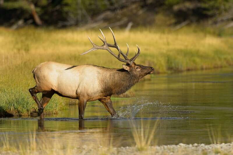 Banff: Wildlife on the Bow | Big Canoe Tour - Key Points