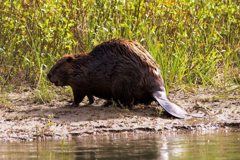 Banff: Wildlife on the Bow | Big Canoe Tour - FAQ
