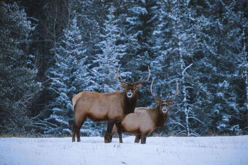 Banff: Winter Wilderness Walk with Wildlife Tracking - 2hrs - Key Points