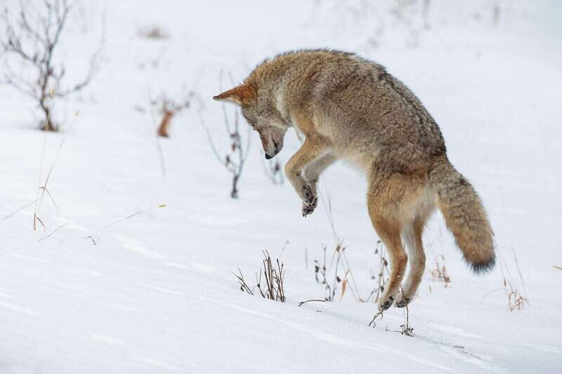 Banff: Winter Wilderness Walk with Wildlife Tracking - 2hrs - Why This Tour Might Be Just What You Need