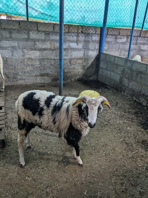 Bangalore: Big Barn Farm Visit with Animal Interactions - Introduction: Why Big Barn Farm Near Bangalore Is Worth Considering