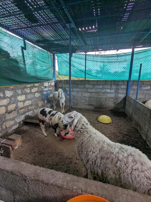 Bangalore: Big Barn Farm Visit with Animal Interactions - The Sum Up: Is Big Barn Farm Worth It?