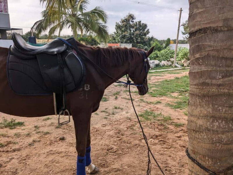 Bangalore: Horse Riding Safari Tour - An Authentic Horseback Experience in Bangalore