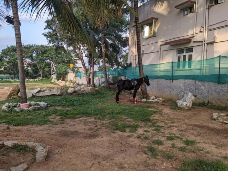 Bangalore: Horse Riding Safari Tour - Practical Considerations for Travelers