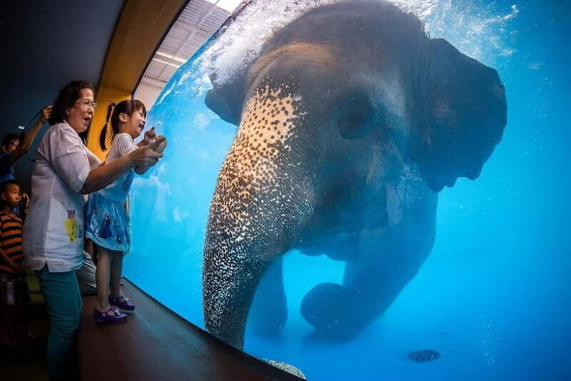 Bangkok/Pattaya: Khao Kheow Zoo Private Tour with Pickup - Introduction