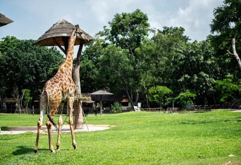 Bangkok/Pattaya: Khao Kheow Zoo Private Tour with Pickup - A Closer Look at the Experience