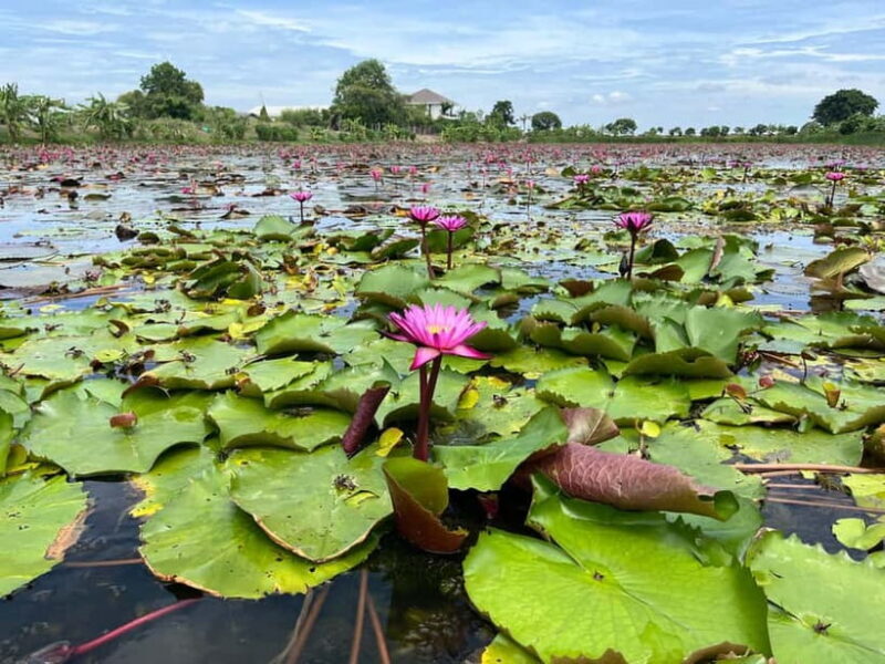 Bangkok: Red Lotus Pond & Thonburi Market - Who Will Appreciate This Tour?