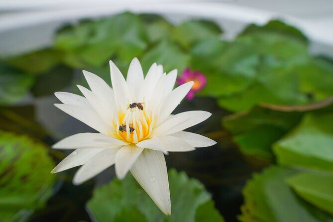 Bangkok Wat Pho and Flower Market Historical Walking Tour - Reviews Highlighting the Experience