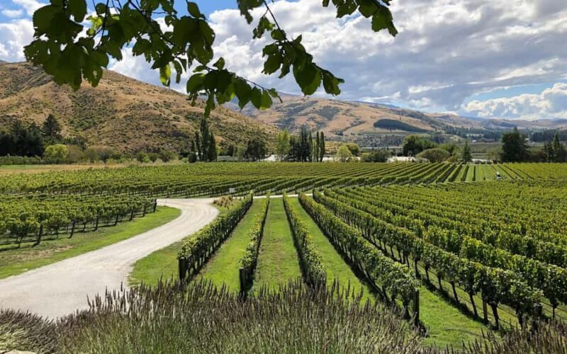 Bannockburn Winery eBike Tour & Private Carrick Winery Lunch - Key Points