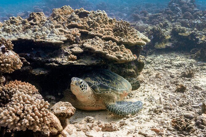 Baptism: introductory dive at Moorea Fun Dive - FAQ