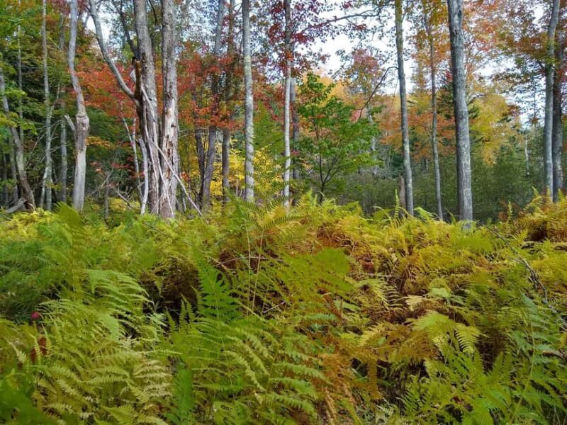 Bar Harbor: Acadia National Park Autumn Leaf Private Tour - What to Expect from This Acadia Tour