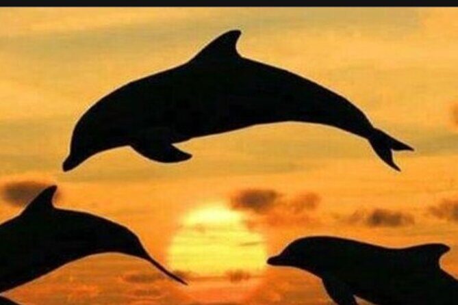 Baraka Aquarium and Dolphin Sightseeing with Sunset Cruise - Key Points