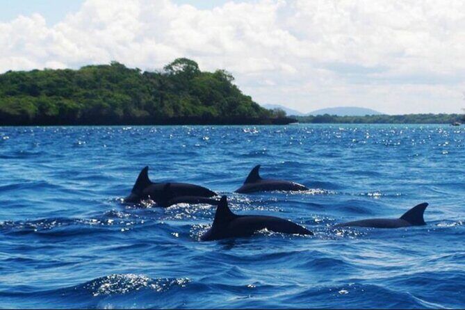 Baraka Aquarium and Dolphin Sightseeing with Sunset Cruise - FAQ