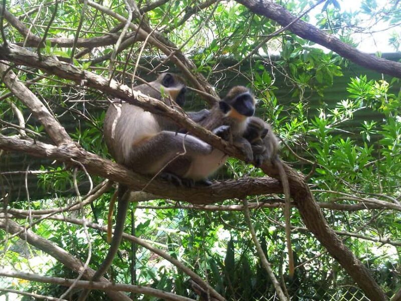Barbados: 4 Hour Private Customized Island Tour - Key Points
