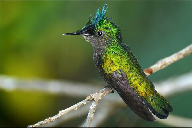 Barbados Bird Watching Experience (Transport Included) - Who Should Consider This Tour?