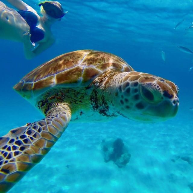 Barbados: Catamaran Tour with Snorkeling and Lunch - Who Should Book This Tour?