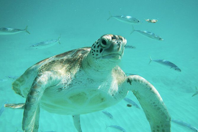Barbados Harrison's Cave Tram Tour and Boat Cruise Snorkel Adventure - A Deep Dive into the Experience