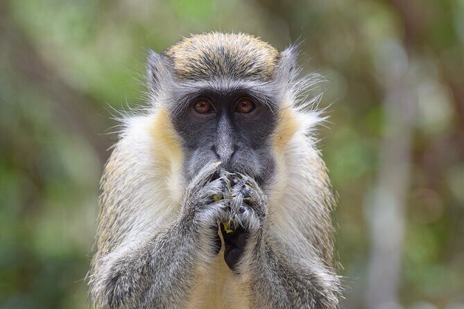 Barbados Island Tour, Monkey feeding & Swimming with the Turtles - Final Thoughts