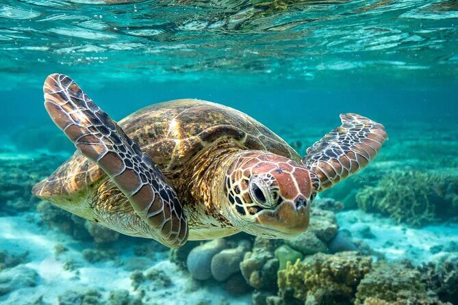 Barbados Shore Excursion: Carlisle Bay Turtle & Shipwreck - Key Points
