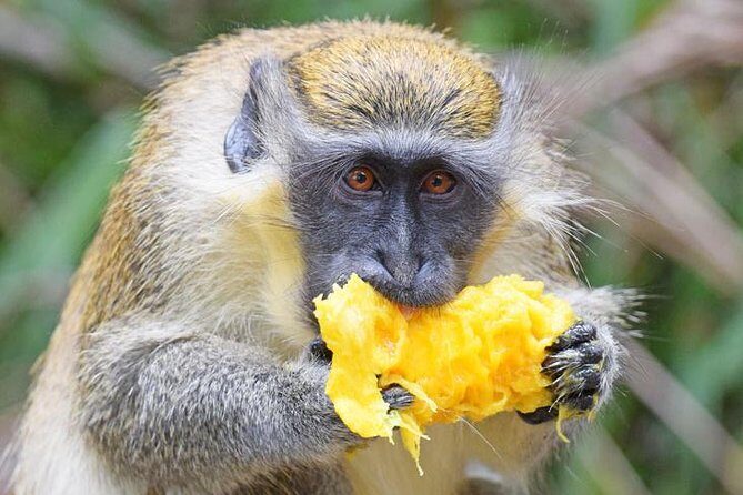 Barbados Shore Excursion: Wildlife Encounter and Beach Day - An Overview of the Tour Experience