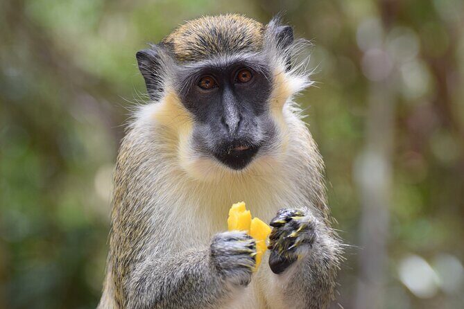Barbados Shore Excursion: Wildlife Encounter and Beach Day - Detailed Breakdown of the Itinerary