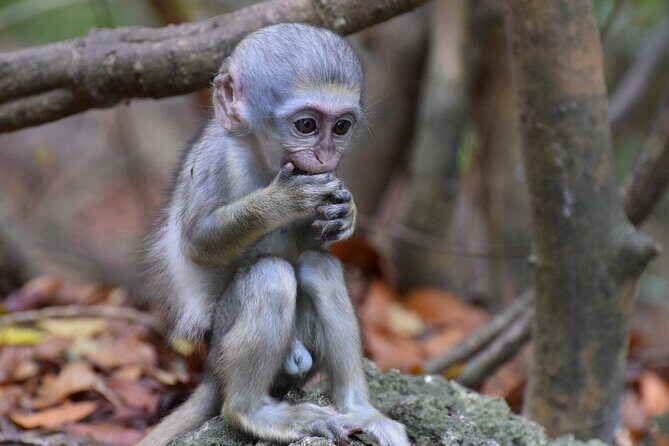 Barbados Small-Group Garden & Wildlife Half-Day Tour - An In-Depth Look at the Tour