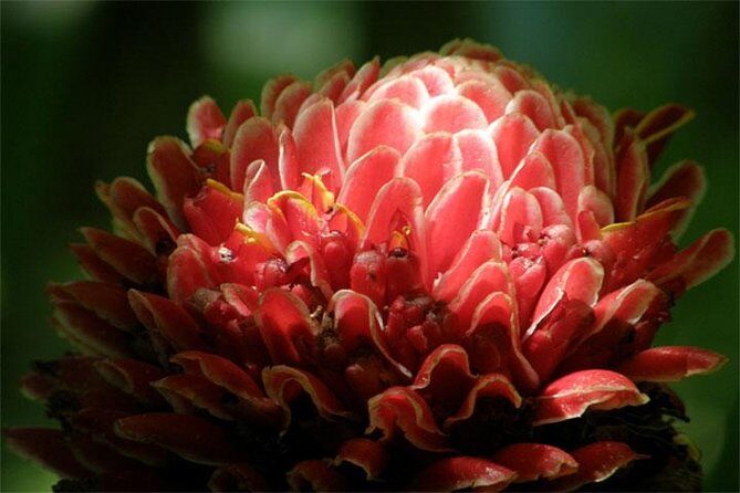 Barbados Small-Group Garden & Wildlife Half-Day Tour - The Sum Up