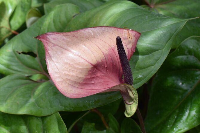 Barbados Small-Group Garden & Wildlife Half-Day Tour - FAQ