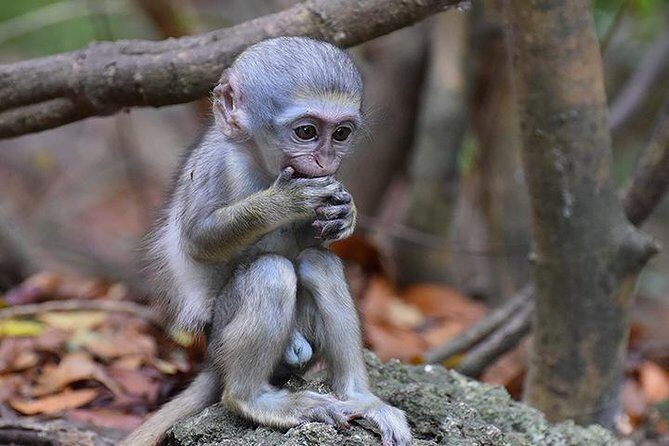 Barbados Small-Group Monkey Feeding Experience - Key Points