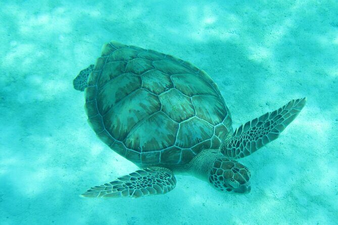 Barbados Snorkeling and Sailing Adventure for Small Groups - An In-Depth Look at the Barbados Snorkeling and Sailing Experience