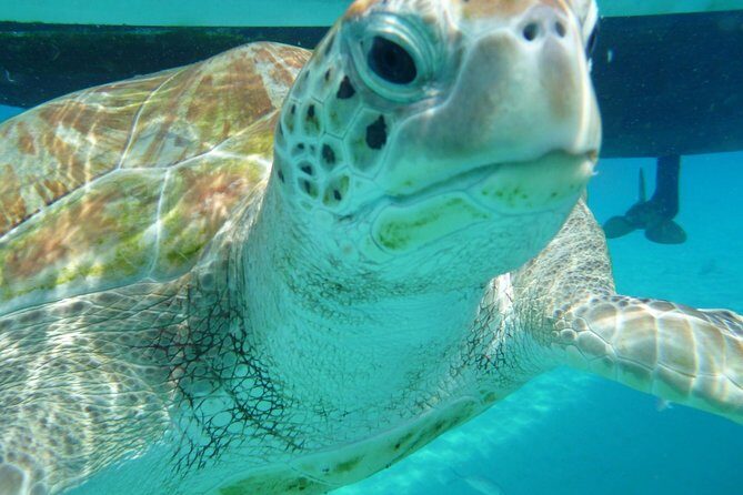 Barbados Sunset and Snorkeling Catamaran Cruise - Who Should Consider This Cruise?
