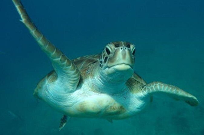 Barbados Sunset and Snorkeling Catamaran Cruise - Final Thoughts