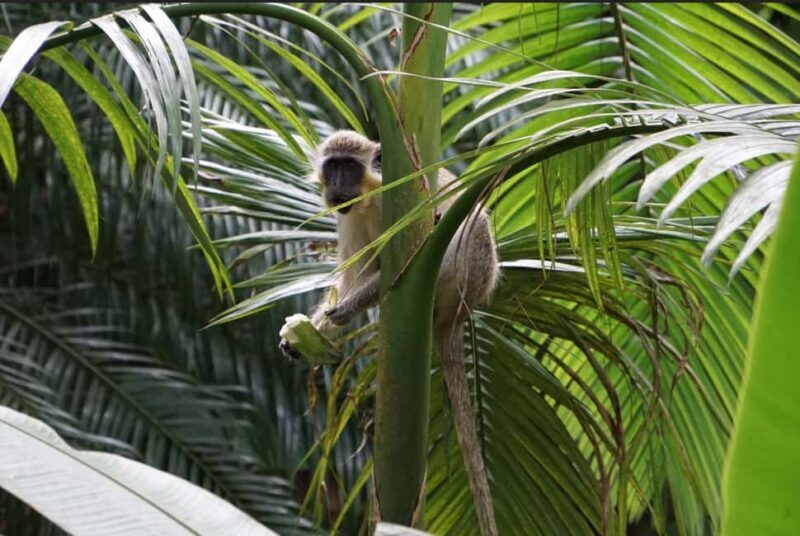 Barbados: Tour of Harrison's Cave & Hunte's Gardens - Key Points