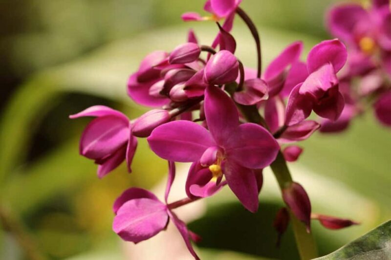 Barbados: Tour of Harrison's Cave & Hunte's Gardens - FAQ