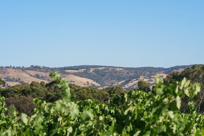 Barossa Bespoke Tours-A private, wine tour to the Barossa Valley - A Closer Look at the Itinerary