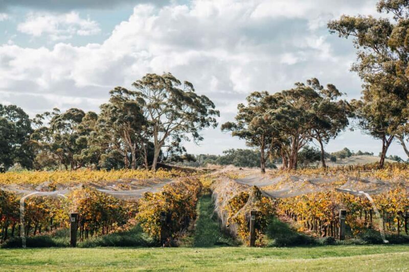 Barossa Valley: EcoVine Explorer - e-cart vineyard tour - What makes this tour stand out?