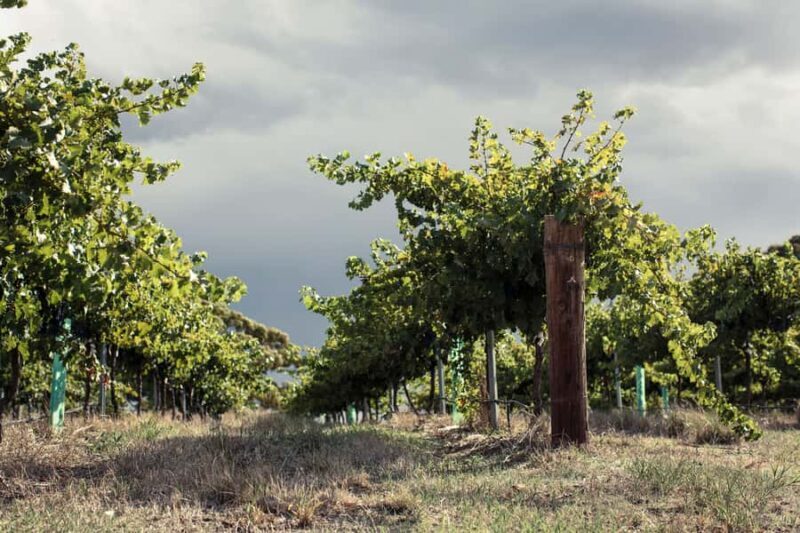 Barossa Valley: EcoVine Explorer - e-cart vineyard tour - FAQ