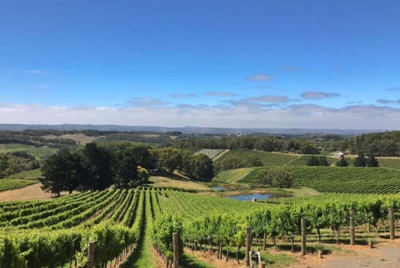 Barossa Valley: Gourmet Food & Wine Tour with Cheese Tasting - An In-Depth Look at the Experience