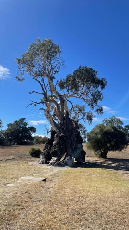 Barossa Valley: Gourmet Food & Wine Tour with Cheese Tasting - FAQ