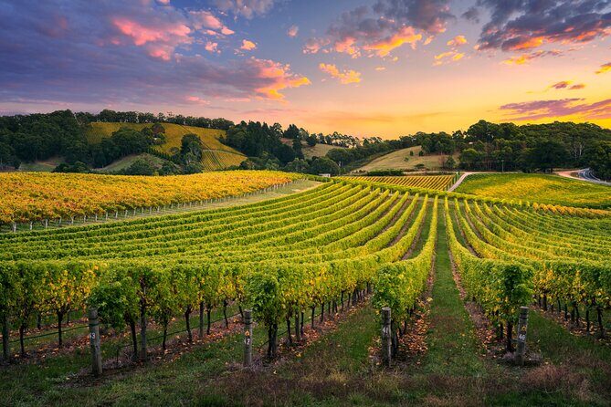 Barossa Valley Scenic Helicopter Flight & Private Wine Tour - Authentic Insights and Traveler Feedback