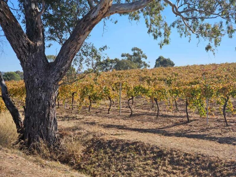 Barossa Valley Wine Tour - An In-Depth Look at the Barossa Valley Wine Tour