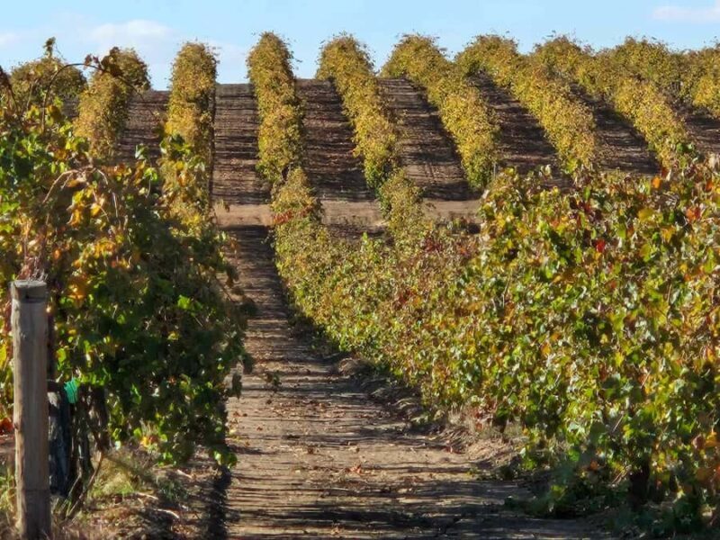 Barossa Valley Wine Tour - Authenticity, Quality, and the Unique Appeal