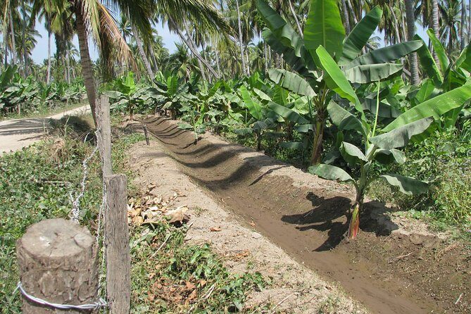 barra de navidad and plantations - Final Thoughts