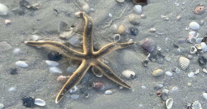 Barrier Island Shelling Tour - Final Thoughts