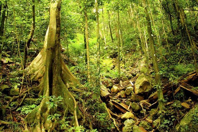 Barron Gorge and Kuranda National Park Half Day Rainforest and Waterfall 4WD Tour from Cairns - The Value and Price