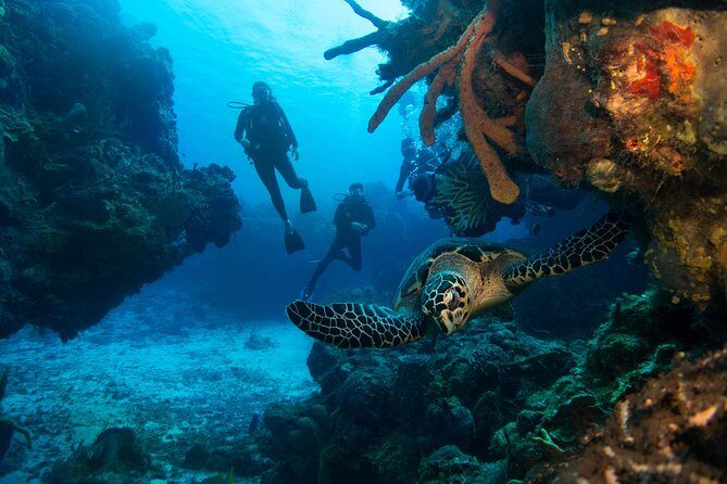 Basic Diver - Bautismo - What Past Participants Are Saying