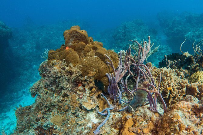 Basic Diver - Bautismo - FAQ