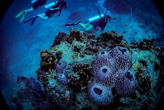 Basic Diver ( One Day Experience) - The Value of the Tour