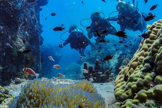 Basic Diver ( One Day Experience) - Authentic Experiences from Travelers
